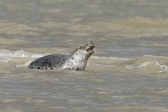Atlantic grey seal (Halichoerus grypus) adult marine animal in the sea on a coastline, Norfolk,