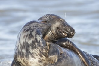 Atlantic grey seal (Halichoerus grypus) two adult marine animals playing on a beach on a coastline,