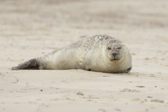 Common or Harbour or Harbor seal (Phoca vitulina) adult animal sleeping on a beach, Norfolk,