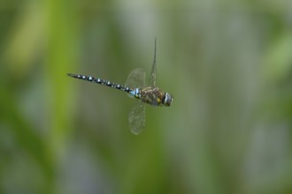 Migrant hawker dragonfly (Aeshna mixta) adult insect flying in summer, England, United Kingdom