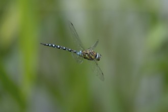 Migrant hawker dragonfly (Aeshna mixta) adult insect in flight in summer, England, United Kingdom