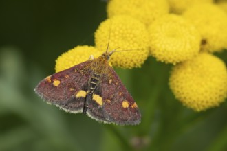 Mint moth (Pyrausta aurata) adult insect feeding on garden Tansy herb plant flowers in summer,