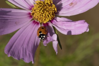 Seven-spot ladybird or Ladybug (Coccinella septempunctata) adult insect on a garden Cosmos flower