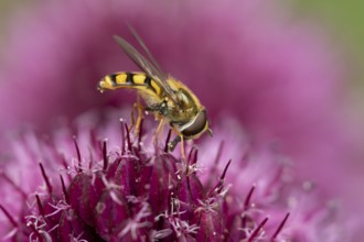 Common hoverfly (Eupeodes corollae) adult insect feeding on garden purple Allium plant flower in