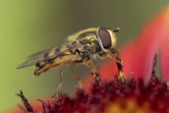 Common hoverfly (Eupeodes corollae) adult insect feeding on garden Blanket flower (Gaillardia spp.)