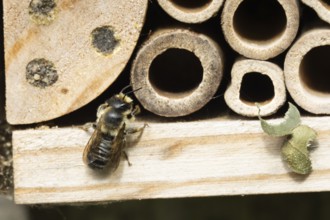 Leaf cutter bee (Megachile rotundata) adult insect on a garden bee or bug hotel in summer, England,