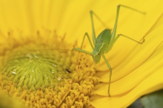 Speckled bush cricket (Leptophyes punctatissima) adult insect on a garden sunflower flower in