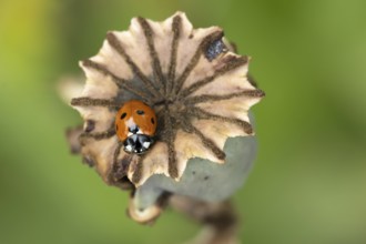 Seven-spot ladybird or Ladybug (Coccinella septempunctata) adult insect on a garden poppy seedhead