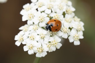 Seven-spot ladybird or Ladybug (Coccinella septempunctata) adult insect on a garden white flower in