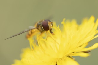 Common hoverfly (Eupeodes corollae) adult insect feeding on Dandelion plant flower in summer,
