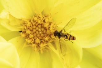 Common hoverfly (Eupeodes corollae) adult insect feeding on garden Dahlia plant flower in summer,