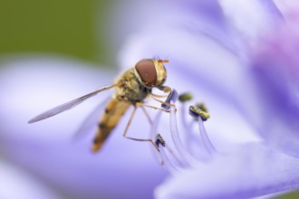 Common hoverfly (Eupeodes corollae) adult insect feeding on garden Agapanthus plant flower in