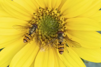 Common hoverfly (Eupeodes corollae) two adult insects feeding on garden sunflower plant flower in