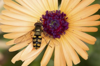 Common hoverfly (Eupeodes corollae) adult insect feeding on garden daisy plant flower in summer,