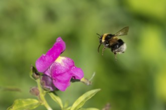 Garden bumblebee (Bombus hortorum) adult bee insect flying towards a garden Snapdragon (Antirrhinum