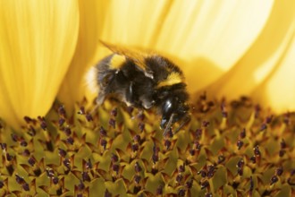 White tailed bumblebee (Bombus lucorum) adult bee insect feeding on a garden sunflower flower in