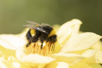 White tailed bumblebee (Bombus lucorum) adult bee insect feeding on a garden Dahlia flower in