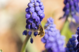 Bee fly (Bombylius major) adult insect feeding on a garden Grape hyacinth or muscari flower in