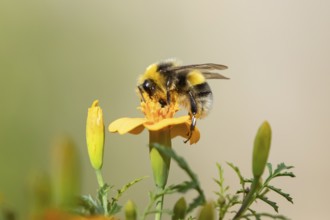Buff tailed bumblebee (Bombus terrestris) adult bee insect feeding on a garden French marigold