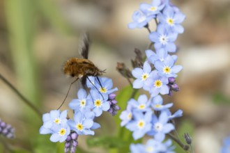 Bee fly (Bombylius major) adult insect feeding on a Forget-me-not flower in spring, England, United