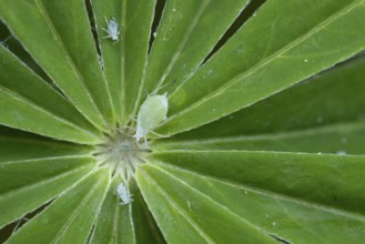 Lupin aphid (Macrosiphum albifrons) adult insects on a garden Lupin plant leaf in summer, England,