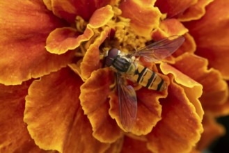 Common hoverfly (Eupeodes corollae) adult insect feeding on garden French marigold plant flower in