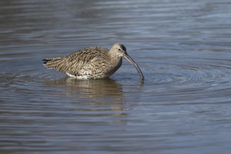 Eurasian curlew (Numenius arquata) adult wading bird feeding in a coastal lagoon, Norfolk, England,