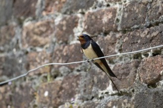 Barn swallow (Hirundo rustica) adult bird singing in summer, England, United Kingdom