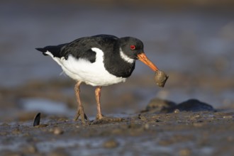 Eurasian oystercatcher (Haematopus ostralegus) adult wading bird feeding on a mussel shell on a