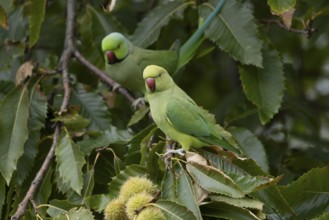 Ring-necked or Rose-ringed parakeet (Psittacula krameri) adult parrot bird in a Sweet chesnut tree