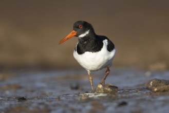 Eurasian oystercatcher (Haematopus ostralegus) adult wading bird walking on a coastline, Norfolk,