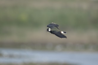 Northern lapwing (Vanellus vanellus) adult wading bird calling in flight in spring, RSPB Minsmere