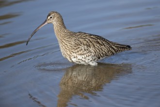 Eurasian curlew (Numenius arquata) adult wading bird in a coastal lagoon, Norfolk, England, United