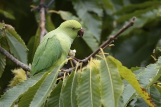 Ring-necked or Rose-ringed parakeet (Psittacula krameri) adult parrot bird feeding in a Sweet