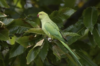 Ring-necked or Rose-ringed parakeet (Psittacula krameri) adult parrot bird feeding in a nut of a