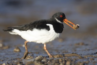 Eurasian oystercatcher (Haematopus ostralegus) adult wading bird carrying a mussel shell in its
