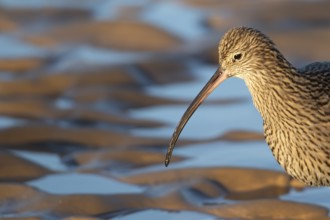 Eurasian curlew (Numenius arquata) adult wading bird head portrait, Norfolk, England, United
