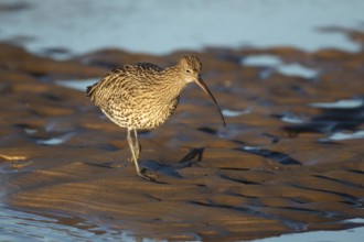Eurasian curlew (Numenius arquata) adult wading bird on a coastal mudflat, Norfolk, England, United