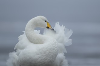 Whooper swan (Cygnus cygnus) adult bird preening its feathers in winter, England, United Kingdom