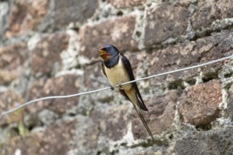 Barn swallow (Hirundo rustica) adult bird singing in a garden in summer, England, United Kingdom