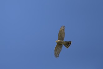 Eurasian sparrowhawk (Accipiter nisus) adult female bird of prey flying, England, United Kingdom