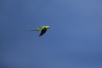 Ring-necked or Rose-ringed parakeet (Psittacula krameri) adult parrot bird flying in a blue sky,