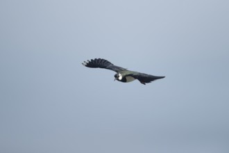 Northern lapwing (Vanellus vanellus) adult wading bird in flight in spring, RSPB Minsmere nature