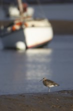 Eurasian curlew (Numenius arquata) adult wading bird on a coastal mudflat with a boat in the