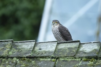 Eurasian sparrowhawk (Accipiter nisus) adult female bird of prey on a garden shed roof, England,