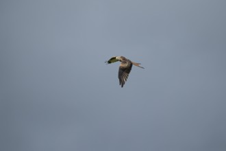 Red kite (Milvus milvus) adult bird of prey flying, England, United Kingdom