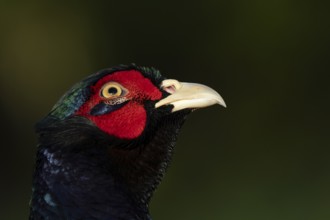 Common pheasant (Phasianus colchicus) adult male game bird head portrait, England, United Kingdom