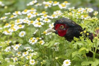 Common pheasant (Phasianus colchicus) adult male game bird amongst garden daisy flowers, England,