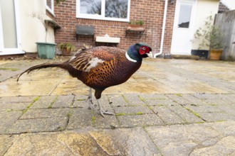 Common pheasant (Phasianus colchicus) adult male game bird on a garden patio with a house in the