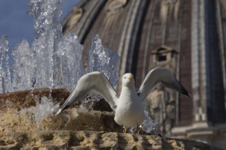 Yellow-legged gull (Larus michahellis) adult bird stretching its wings on a water fountain, Rome,